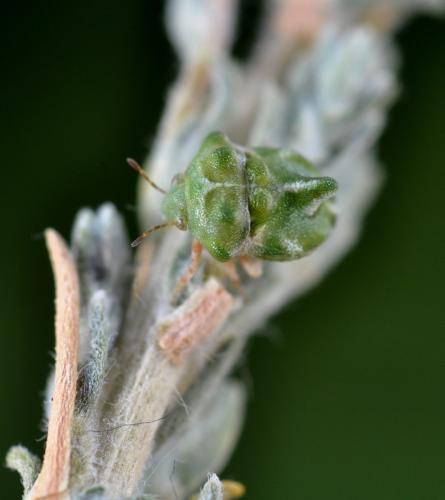 Tarisa flavescens