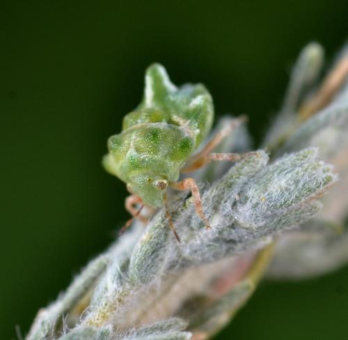Tarisa flavescens