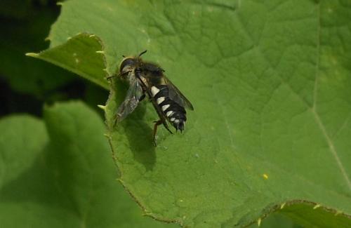 Coelioxys conoidea