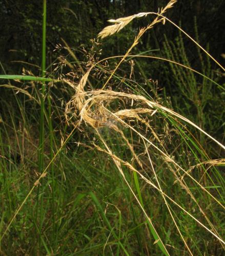 Réf. 165 089 : Phylloneta sp.