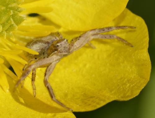 Xysticus sp.