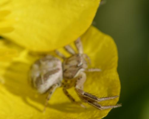 Xysticus sp.