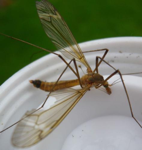 Tipula fascipennis