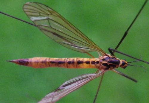 Nephrotoma flavescens