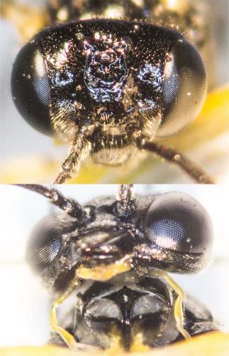 Aneugmenus coronatus
