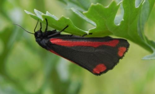 Réf. 165 307 : Tyria jacobaeae