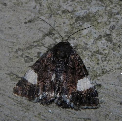 Tyta luctuosa