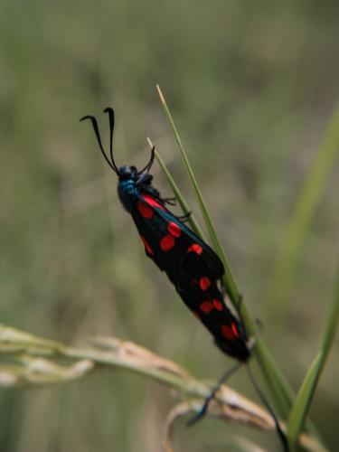 Réf. 165 128 : Zygaena sp.