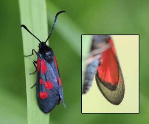 Réf. 165 770 : Zygaena viciae