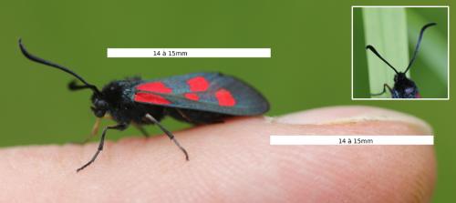 Réf. 165 821 : Zygaena viciae
