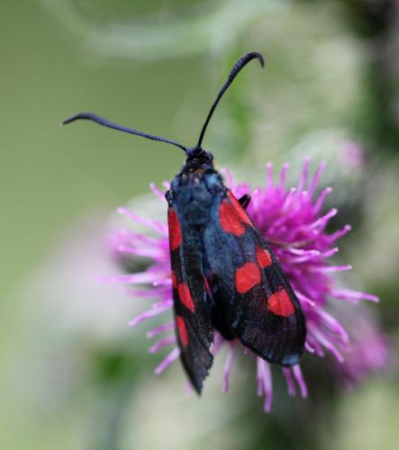 Réf. 165 702 : Zygaena trifolii