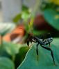 165031 – Photo : lioneldu 14 – Mexique