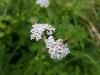 165701 – Photo : isabelle suhas – France (36)