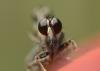165559 – Photo : Christian Berquer – France (50)