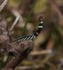 165783 – Photo : typhaeus – France (57)