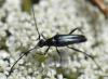 165671 – Photo : Christian Berquer – France (50)