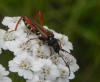 165347 – Photo : florent besson – France (18)