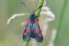 165293 – Photo : Michel Mathieu – France (35)