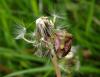 165600 – Photo : Maria Justamond – France (80)