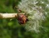 165593 – Photo : Maria Justamond – France (80)