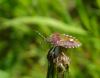 165598 – Photo : Maria Justamond – France (80)