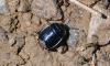 Canthophorus sp.