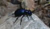 165416 – Photo : Andgelo Mombert – France (05)