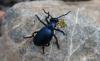 165415 – Photo : Andgelo Mombert – France (05)
