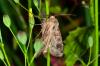 165449 – Photo : Hey Philippe – France (67)