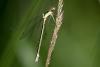 165594 – Photo : Thierry Wattez – France (79)