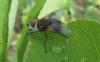 165464 – Photo : Coccinella – France (38)