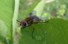 165465 – Photo : Coccinella – France (38)