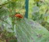 165445 – Photo : Coccinella – France (38)