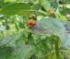 165446 – Photo : Coccinella – France (38)
