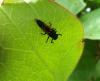 165448 – Photo : Coccinella – France (38)