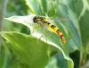 165530 – Photo : Coccinella – France (38)