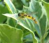 165531 – Photo : Coccinella – France (38)