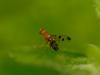 Geomyza tripunctata