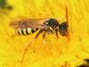 Nomada sp.