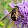 165683 – Photo : RUILLAT Christian – France (38)