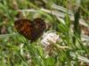 165853 – Photo : Charles GRATIEN – France (40)