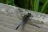 Orthetrum cancellatum