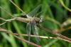 Libellula fulva