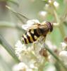 165380 – Photo : Bruno TUNE – France (02)