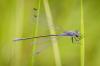 165434 – Photo : Pierre Papon – France (85)