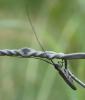 Calamobius filum