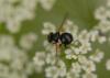 165932 – Photo : Maxime Zucca – France (77)