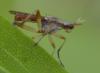 165441 – Photo : Christian Berquer – France (50)