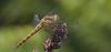Sympetrum striolatum