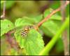 165221 – Photo : Josselyne Bayle – France (33)